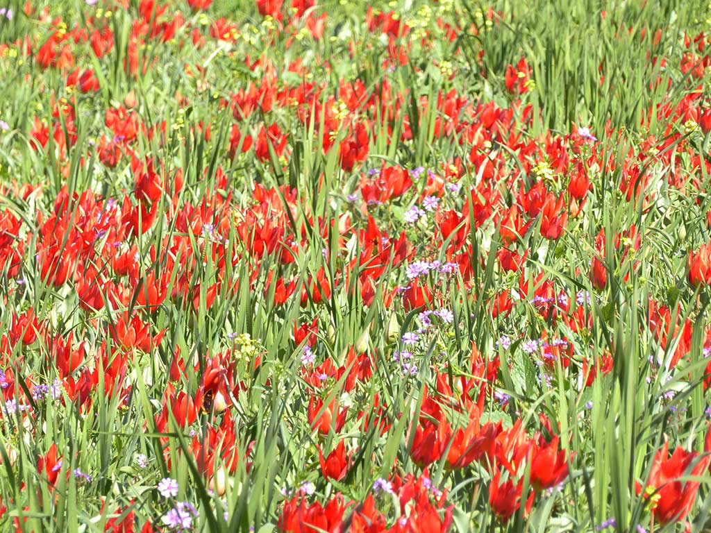 15 Final Polemi Tulip Closeup 15_final_polemi_tulip_closeup