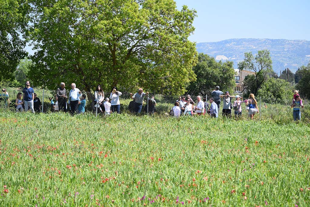 Polemi Tulip Festival 2018 21 polemi_tulip_festival_2018_21