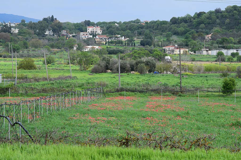 Polemi Tulip Festival 2018 26 polemi_tulip_festival_2018_26