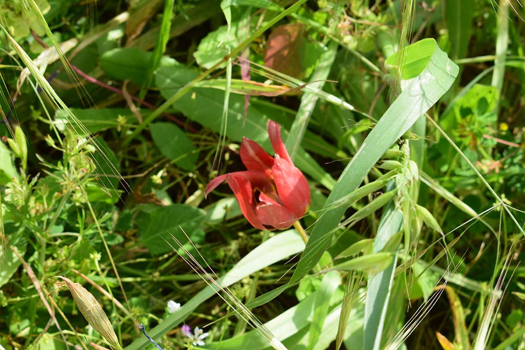 Polemi Tulip Festival 2018 29 polemi_tulip_festival_2018_29