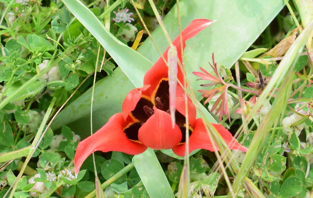 Polemi Tulip Festival 2018 30 polemi_tulip_festival_2018_30