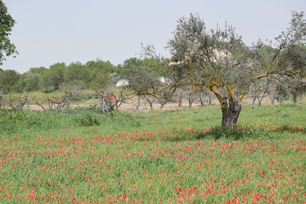 Polemi Tulip Festival 2018 31 polemi_tulip_festival_2018_31