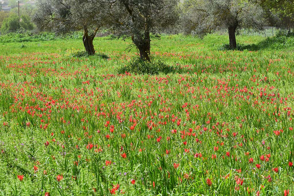 Polemi Tulip Festival 2018 32 polemi_tulip_festival_2018_32
