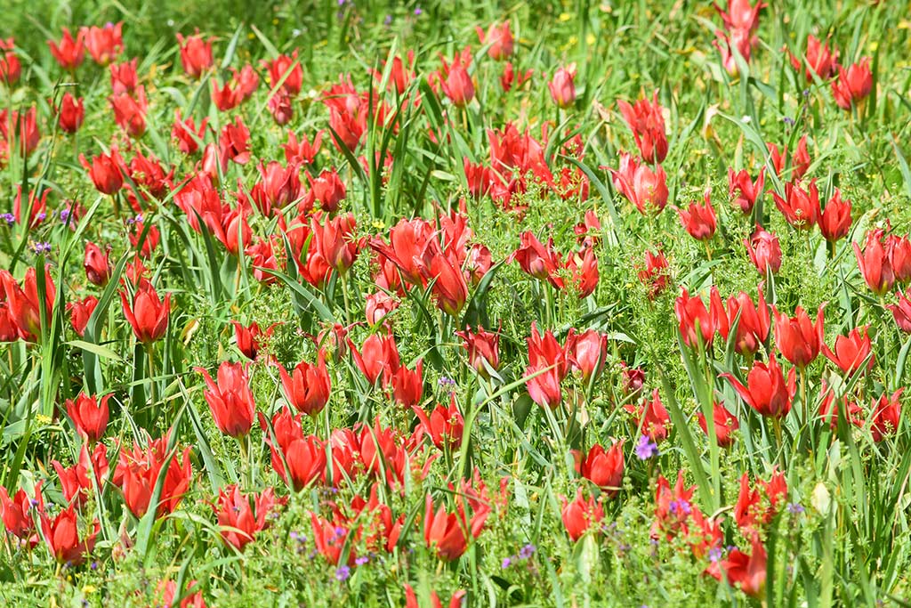 Polemi Tulip Festival 2018 33 polemi_tulip_festival_2018_33