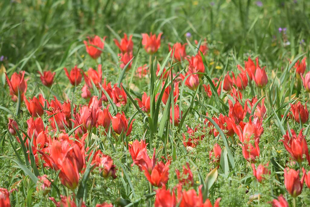 Polemi Tulip Festival 2018 34 polemi_tulip_festival_2018_34