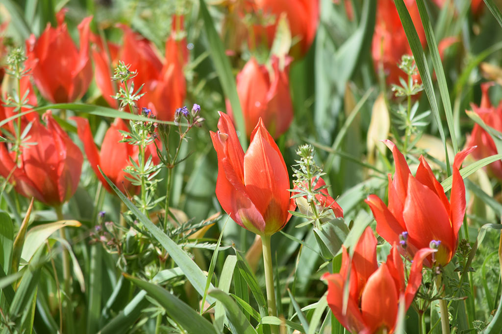 Polemi Tulip Festival 2018 35 polemi_tulip_festival_2018_35