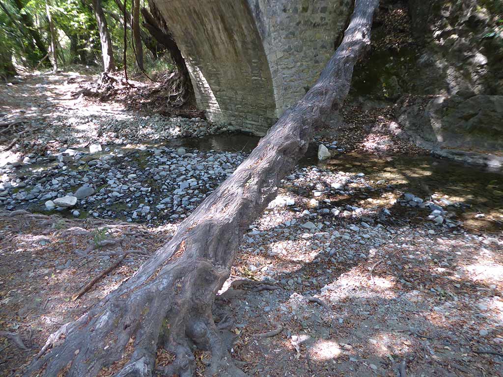 roudia_bridge_06_knotty_trunk