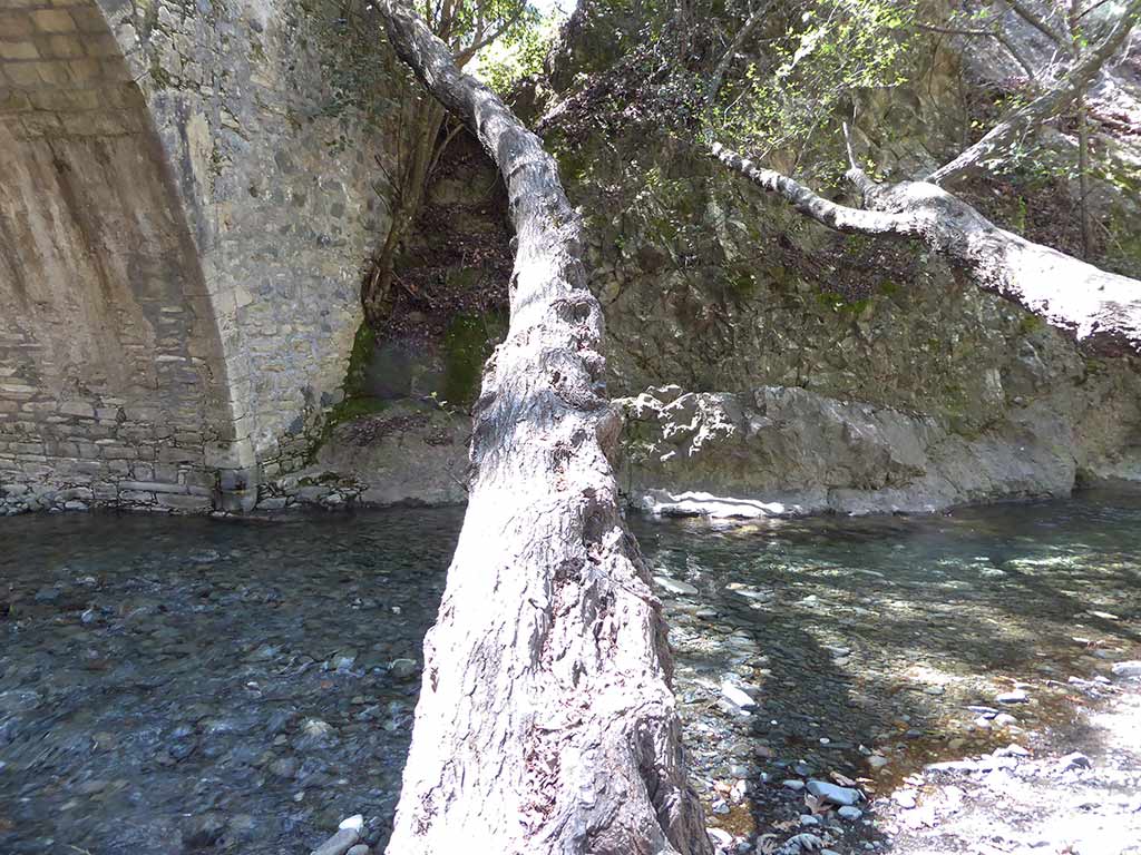 Roudia Bridge 07 Knotty Trunk roudia_bridge_07_knotty_trunk