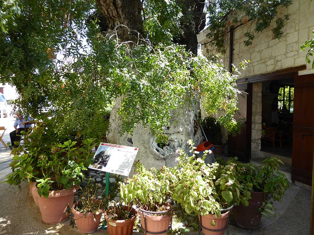 Simou 18 Mastic Tree simou_18_mastic_tree