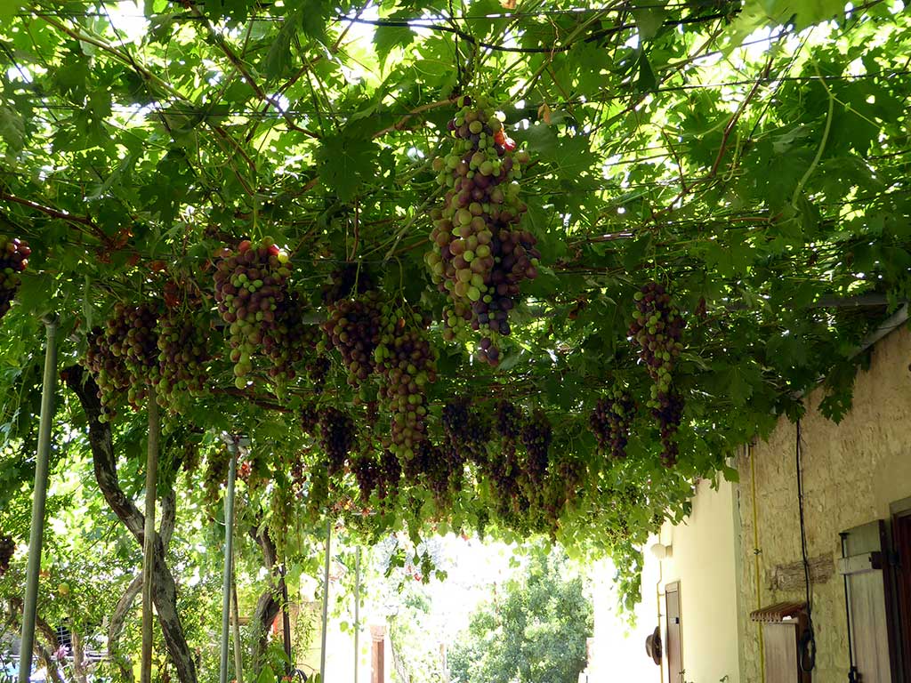 Simou 20 Grapes simou_20_grapes