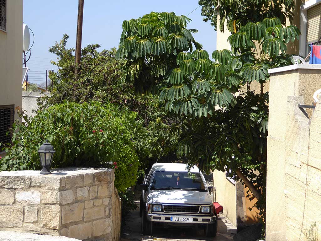 Simou 24 Nice Tree simou_24_nice_tree