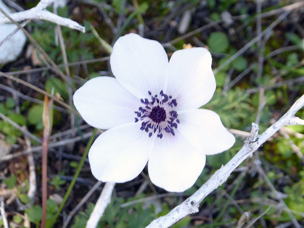 05_white_anemone