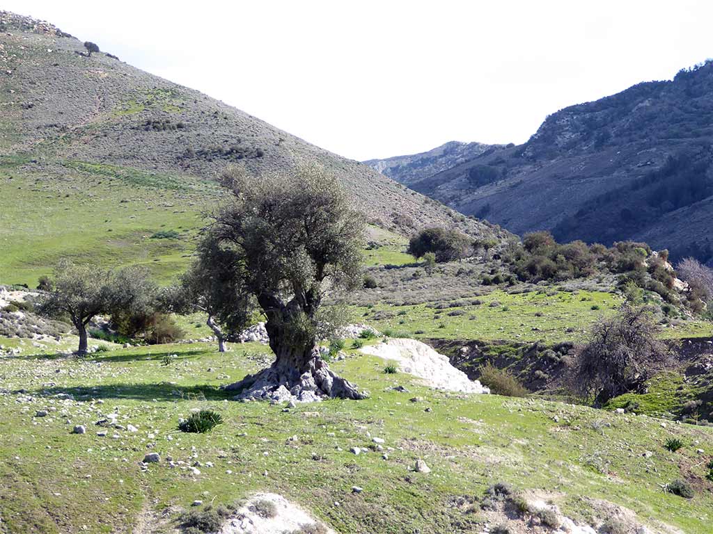 10_olive