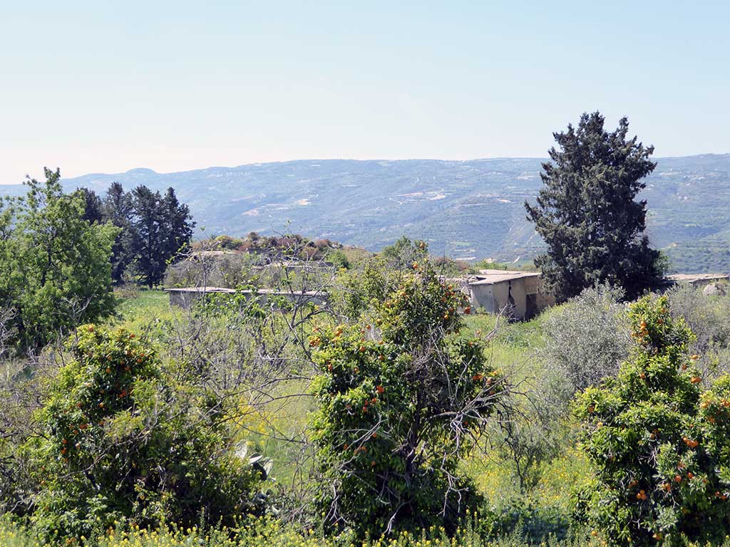 17_tremithousa_uncovered