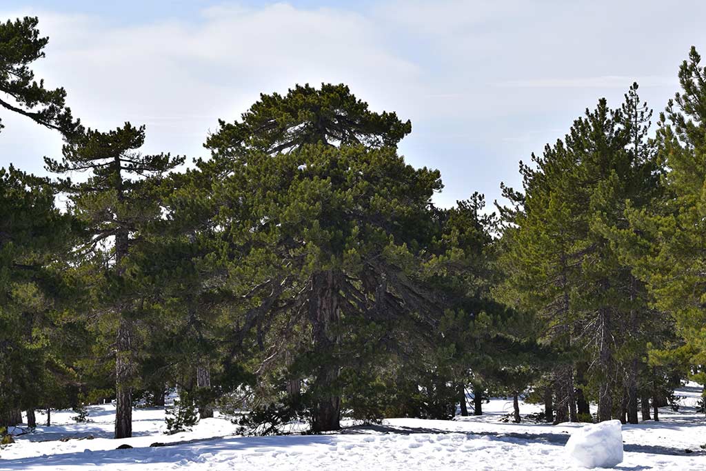 troodos_skiing_01