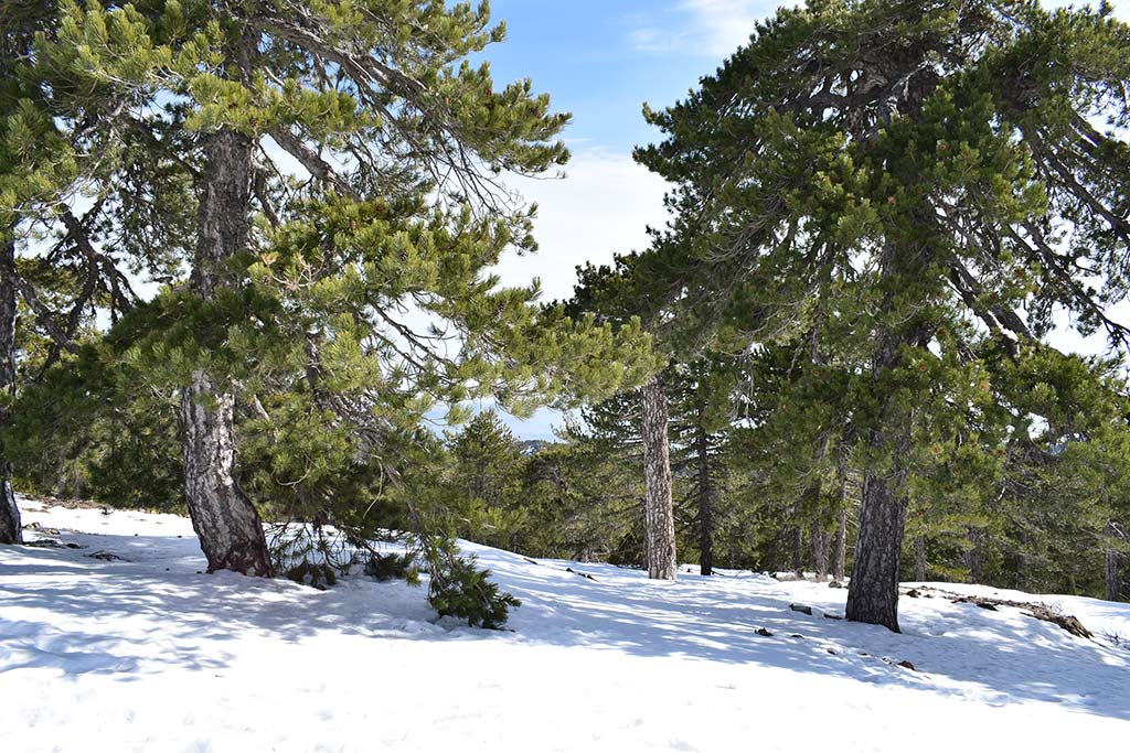 troodos_skiing_11