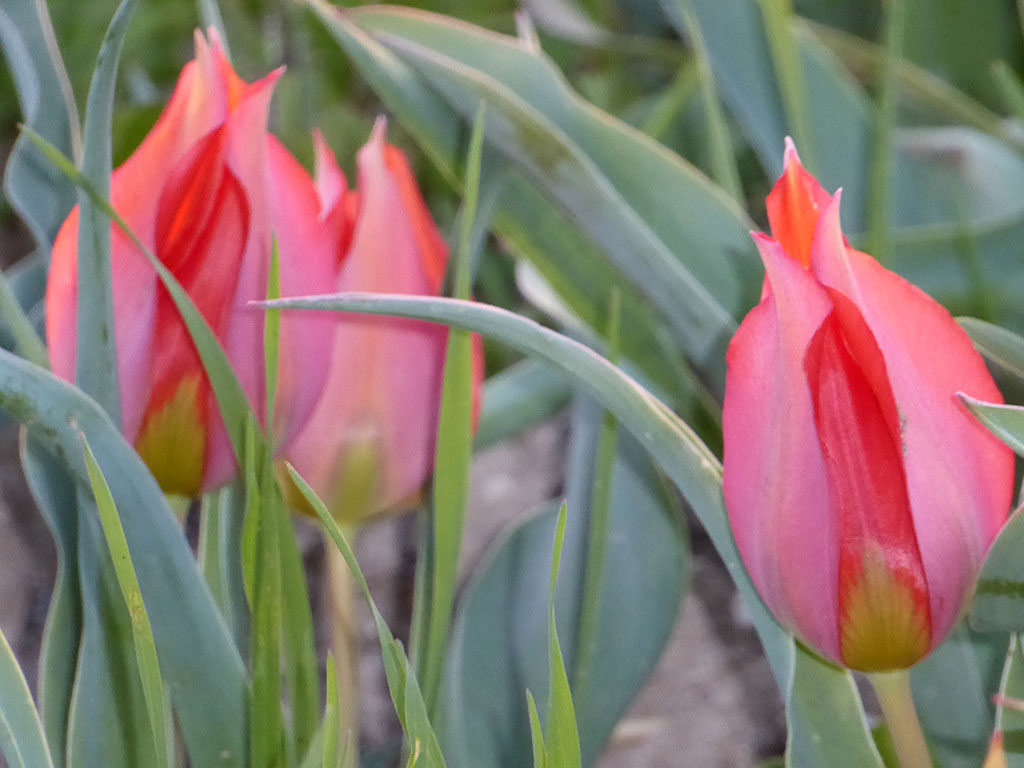 04_closeup_tulips