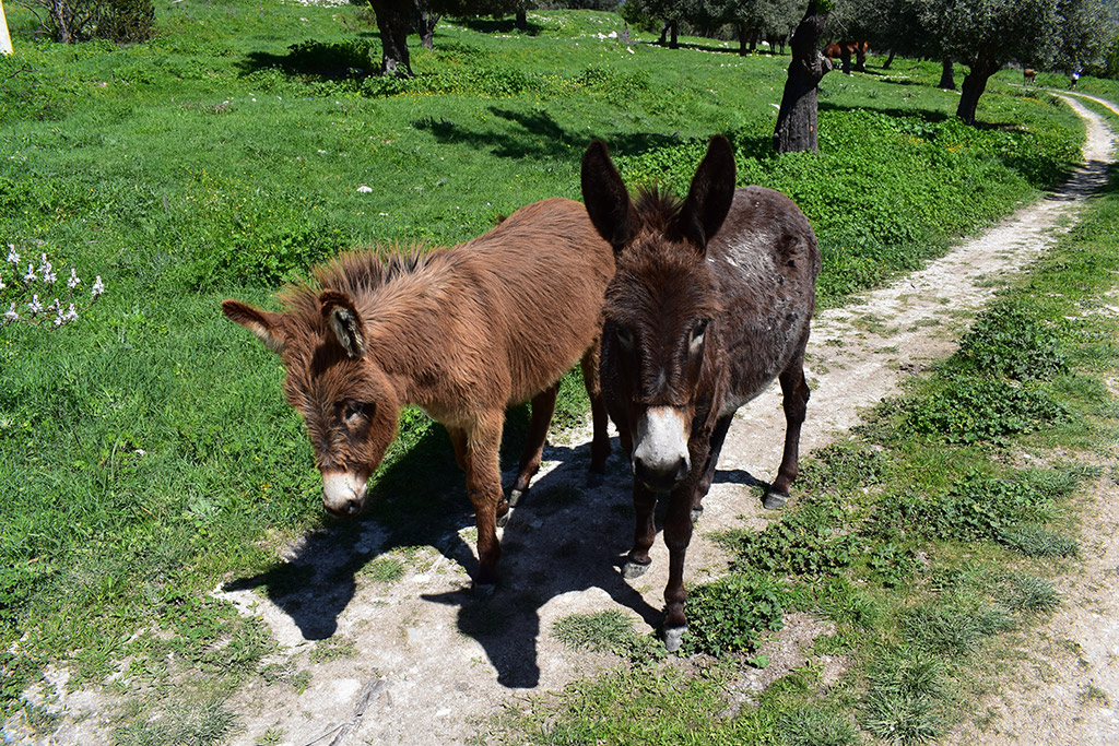 Vretsia-donkey-capers 06 vretsia-donkey-capers_06