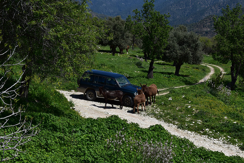 Vretsia-donkey-capers 16 vretsia-donkey-capers_16