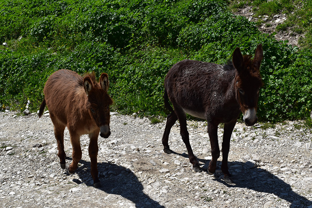 Vretsia-donkey-capers 17 vretsia-donkey-capers_17