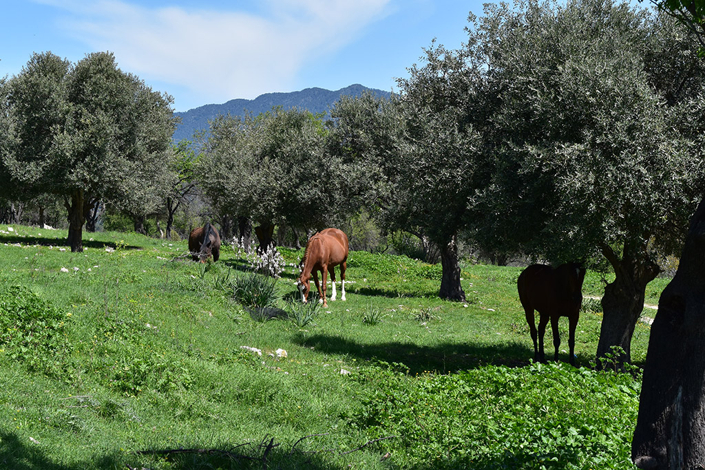 Vretsia-donkey-capers 18 vretsia-donkey-capers_18