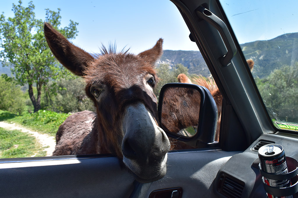 Vretsia-donkey-capers 19 vretsia-donkey-capers_19