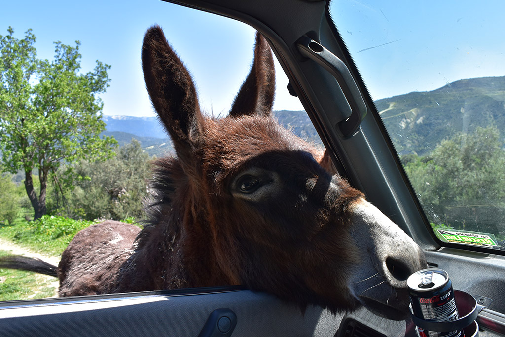 Vretsia-donkey-capers 20 vretsia-donkey-capers_20