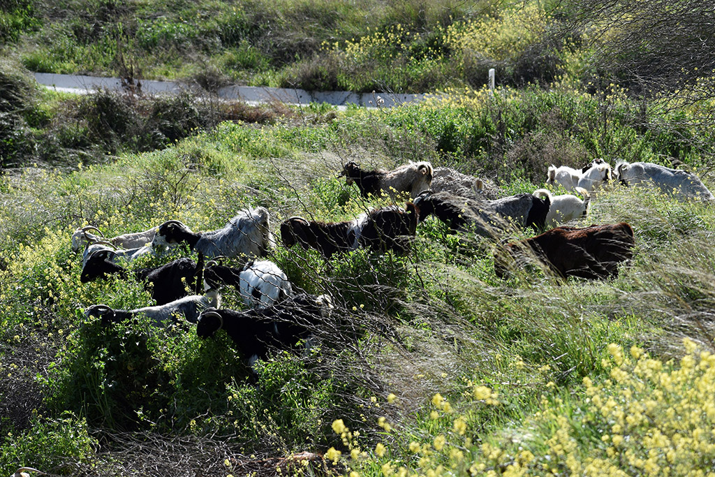 Vretsia-donkey-capers 36 vretsia-donkey-capers_36