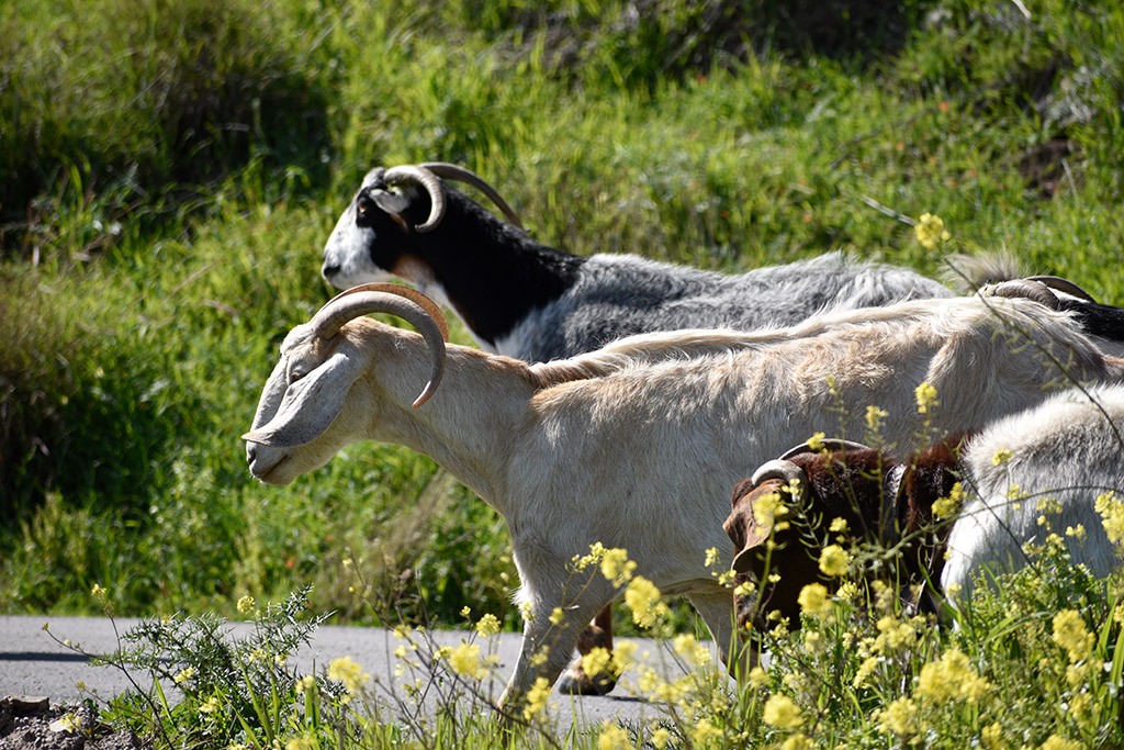 Vretsia-donkey-capers 37 vretsia-donkey-capers_37
