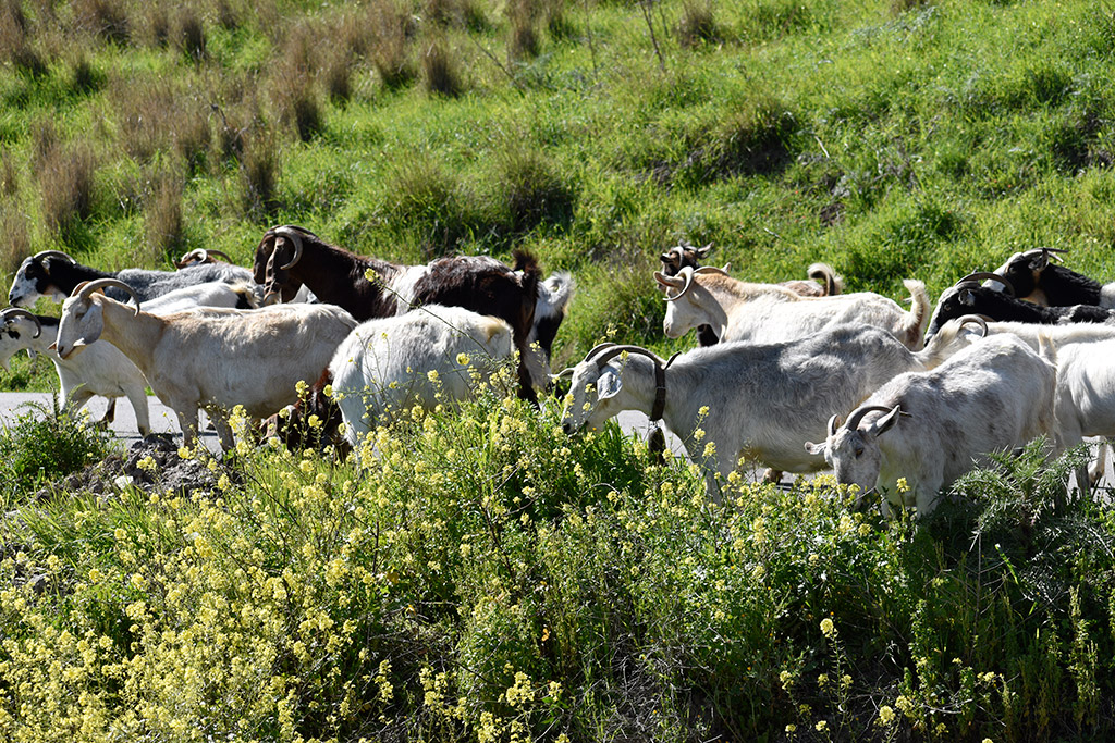 Vretsia-donkey-capers 38 vretsia-donkey-capers_38