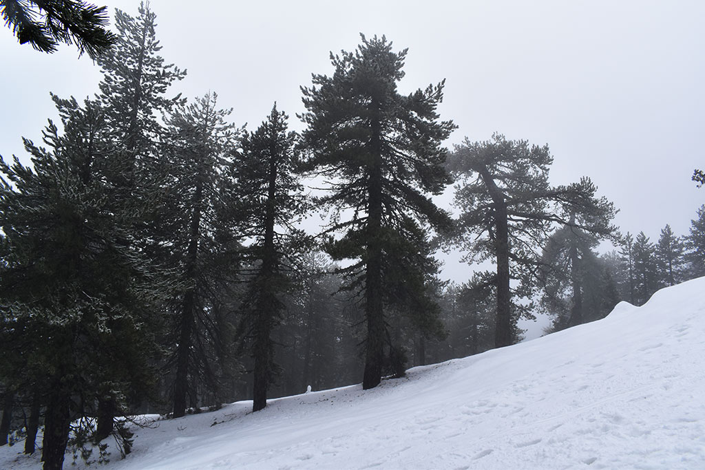 winter-wonderland-2019_20