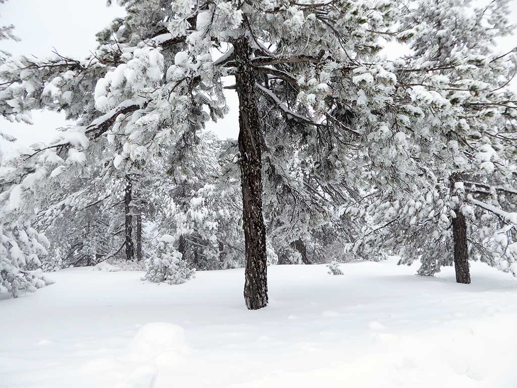 Another Snow Scene another_snow_scene