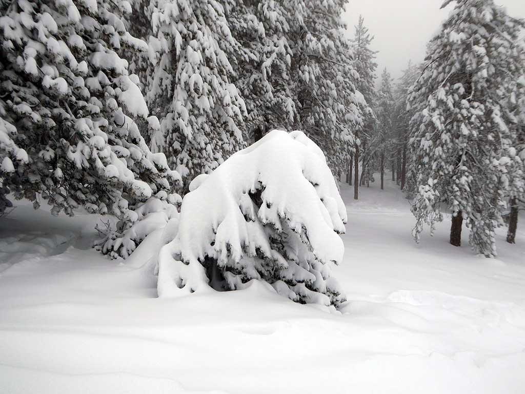 Snow Covered Bush snow_covered_bush