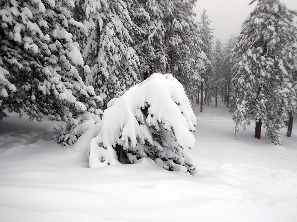 snow_covered_bush