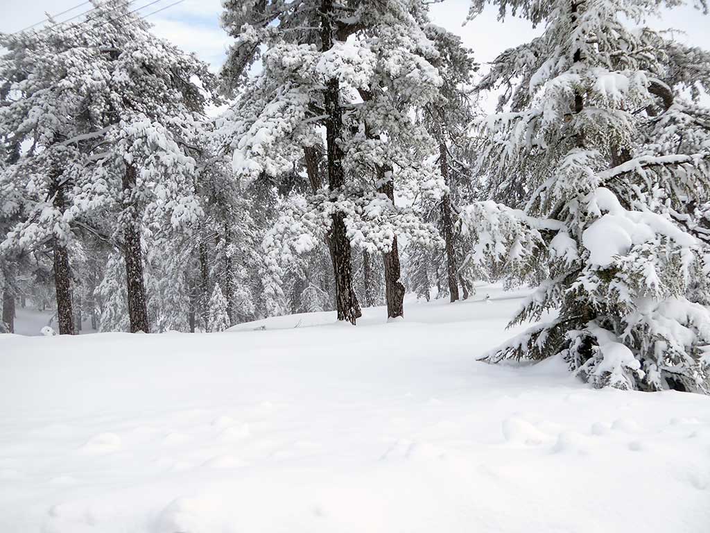 Snow Scene snow_scene