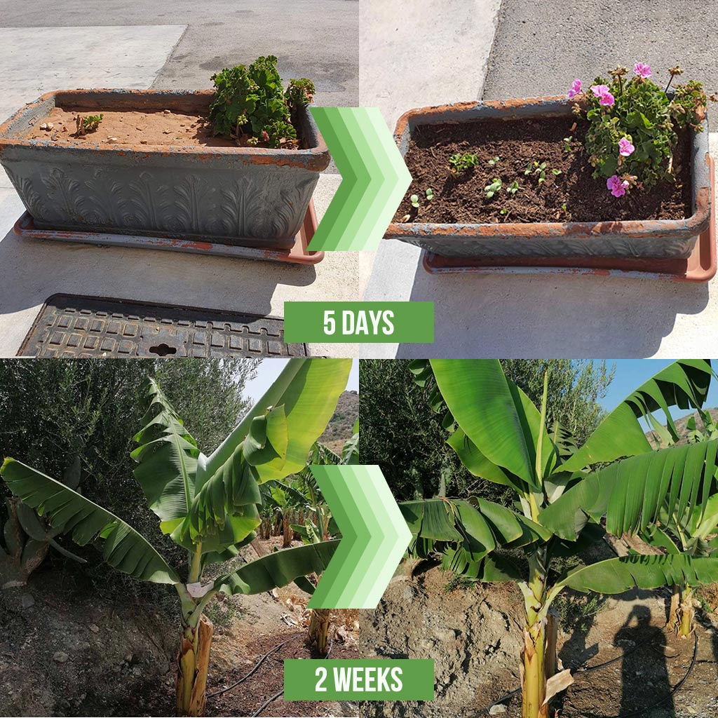 Before / After Comparison Shots showing the effect the mulch has on plants