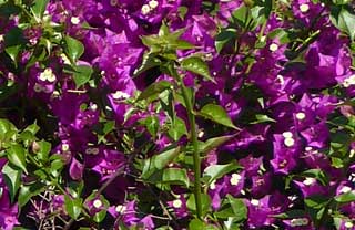 Garden Services