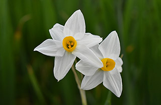 Akamas Narcissus