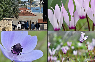 Archaeological Park Flowers