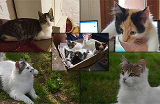 Birthday Cats
