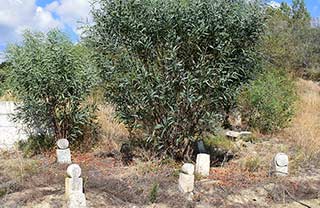 Chrysochou Cemetary