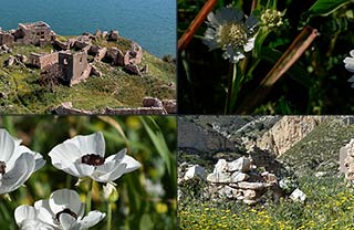 Foinikas In Bloom