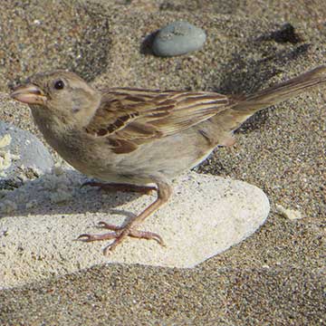 Birds