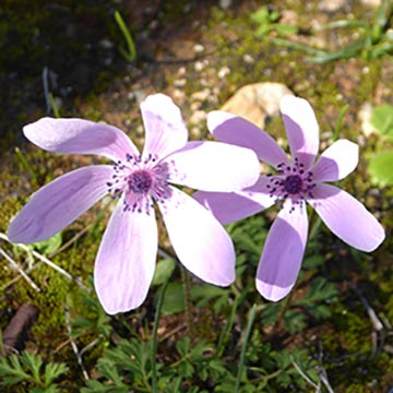 Flowers and Plants