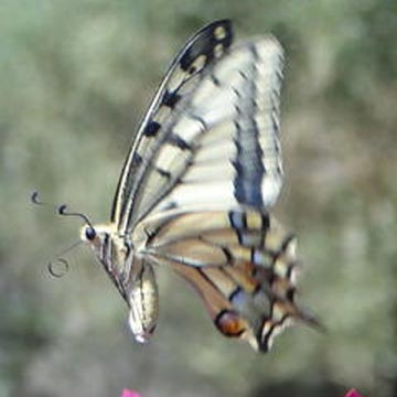Invertebrates