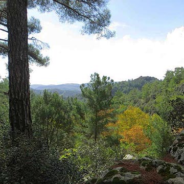 Paphos Forest