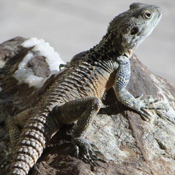 Reptiles