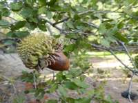 Acorn With Attitude