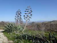 Agave Flower 01