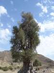 Akamas Ancient Olive Tree 01